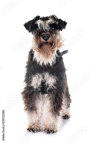Konstfotografi miniature schnauzer in studio
