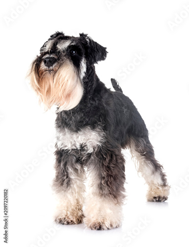 Fotografie miniature schnauzer in studio