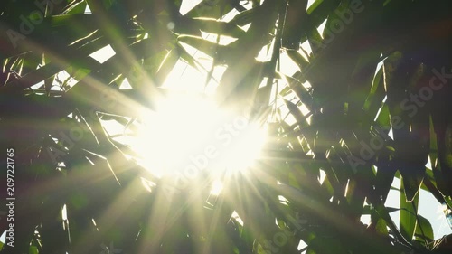 Cinematic sun flare through bamboo leaves with floating ash and dust particles. Atmospheric natural background for dramatic, mystical, or wellness video.