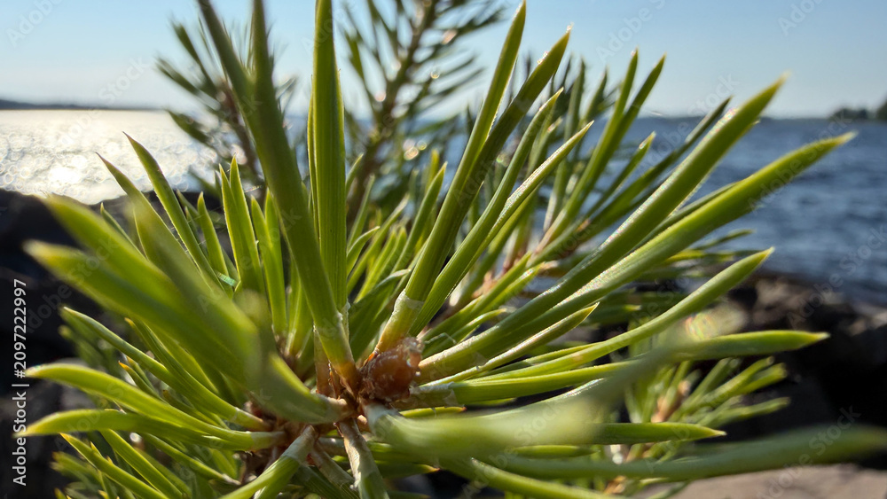 Fototapeta premium Bushy Pine Branch Against Saimaa Lake