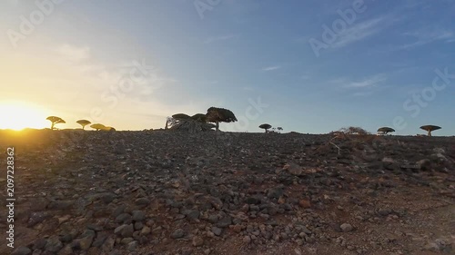 Rocky desert hillside at sunset with sparse trees. Socotra, Yemen.