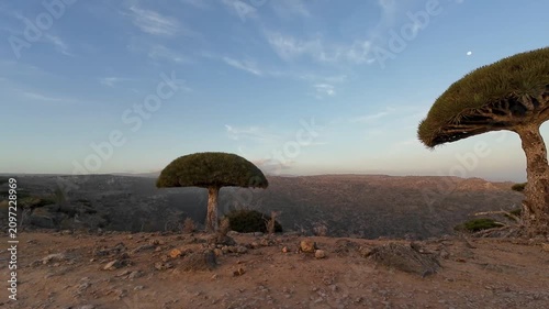 Umbrella trees on rocky hillside at dusk. Socotra, Yemen.