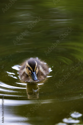 Mallard duckling swimming toward camera across calm green pond with gentle ripples