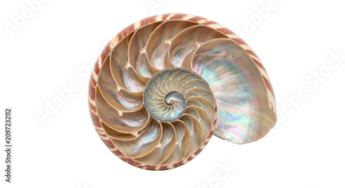 Quadro su tela Cross-section of a nautilus shell revealing its intricate spiral chambers and pe