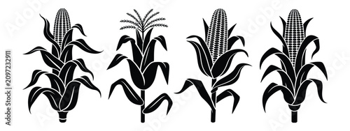 Fotografie Corn stalk icons illustrating black silhouette maize plants with mature cobs in