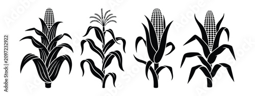 Slika na platnu Corn stalk icons featuring black silhouette maize plants with cobs in clean minimalist vector graphics for agriculture, farming, harvest, food production, and botanical design projects