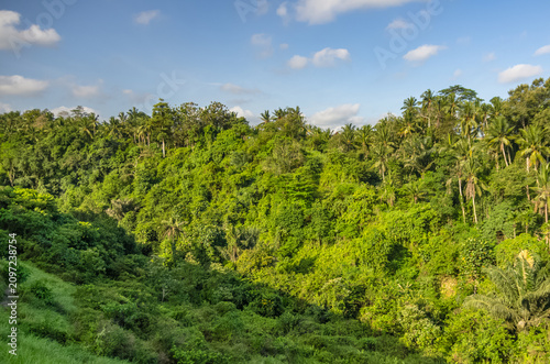 Green tropical hillside with coconut palms and lush vegetation in a valley under a blue sky