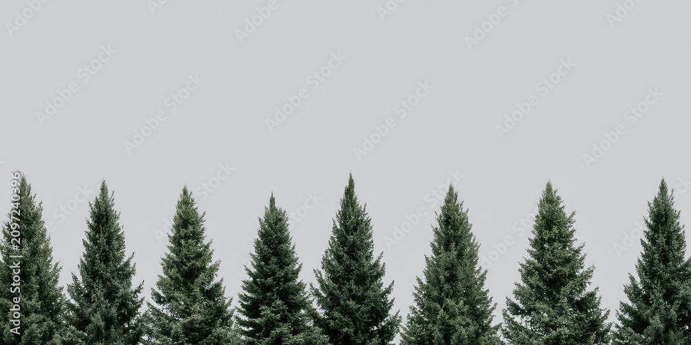 Obraz premium A row of evenly spaced green evergreen trees against a pale sky