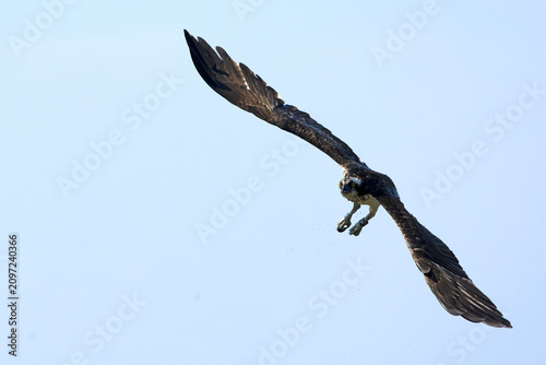 Osprey flying over an estuary in the south of the Iberian Peninsula in the last light of an early summer day