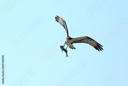 Osprey flying over an estuary in the south of the Iberian Peninsula in the last light of an early summer day