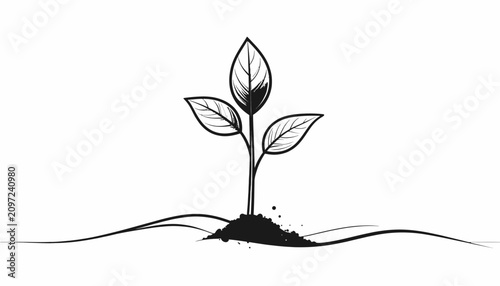 Fotografía Small plant growing in the ground.