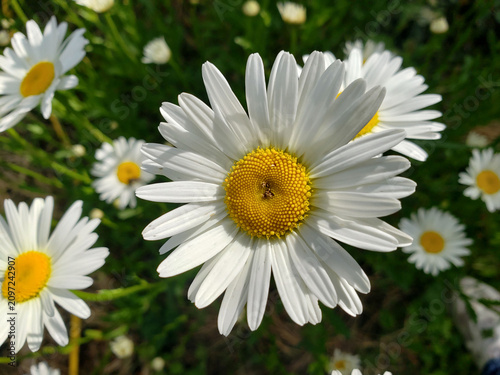 Close-up of daisies against a background of green grass