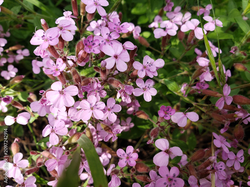 pink and white lilac flowers
