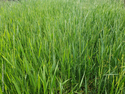 green grass background