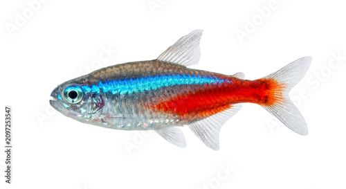 Foto Vibrant Neon Tetra fish with striking blue and red stripes on a white background