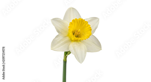 фотографія Single white daffodil flower with a bright yellow trumpet center on a white back