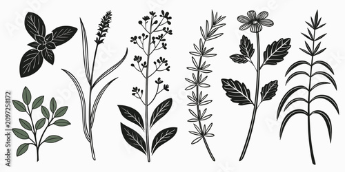 Bild auf Leinwand Set of 50 botanical herb on white background, detailed line botanical herbs plan