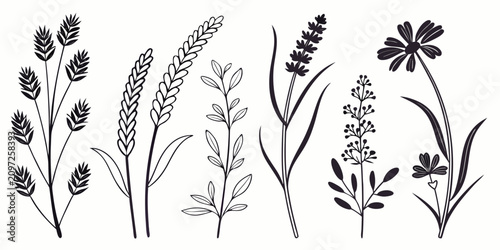 Tableau sur toile Detailed botanical line set of 40 wildflowers with white background, botanical l