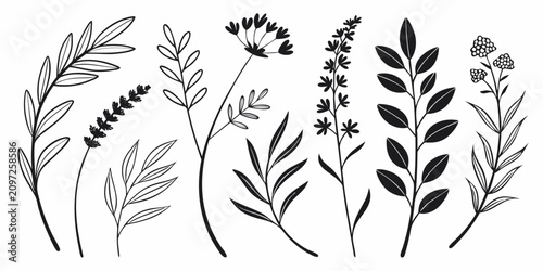Quadro su tela Set of 50 botanical line on white background, line plants leaves flowers stems