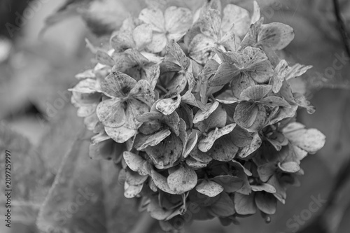 фотографія Monochrome close-up of faded hydrangea flowers, vintage and ephemeral texture of