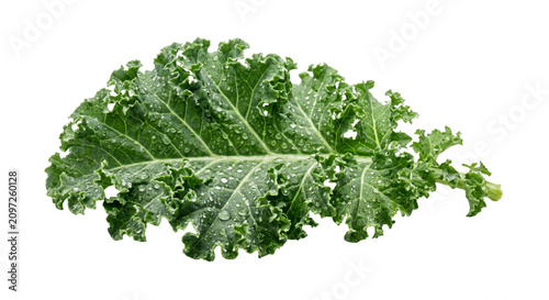 Photography Fresh green kale leaf with water droplets on a white background