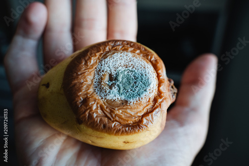 Obraz na płótnie Hand holding spoiled pear with blue mold, wrinkled brown skin, decayed core, and