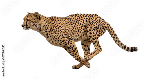 Tableau sur toile Fast cheetah running at full speed, isolated on a white background