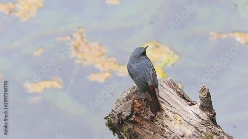 Wild plumbeous water redstart bird perched on an old wooden log above a tranquil pond with a beautifully blurred water background.