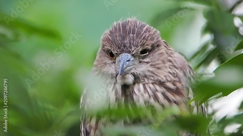 Extreme close-up portrait of a wild juvenile black crowned night heron hiding amidst lush green foliage, staring directly at the camera.