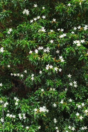 Beautiful of white flower in the garden