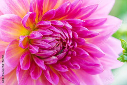 Foto Close-up of a vibrant pink and yellow gradient dahlia flower, beautiful layered