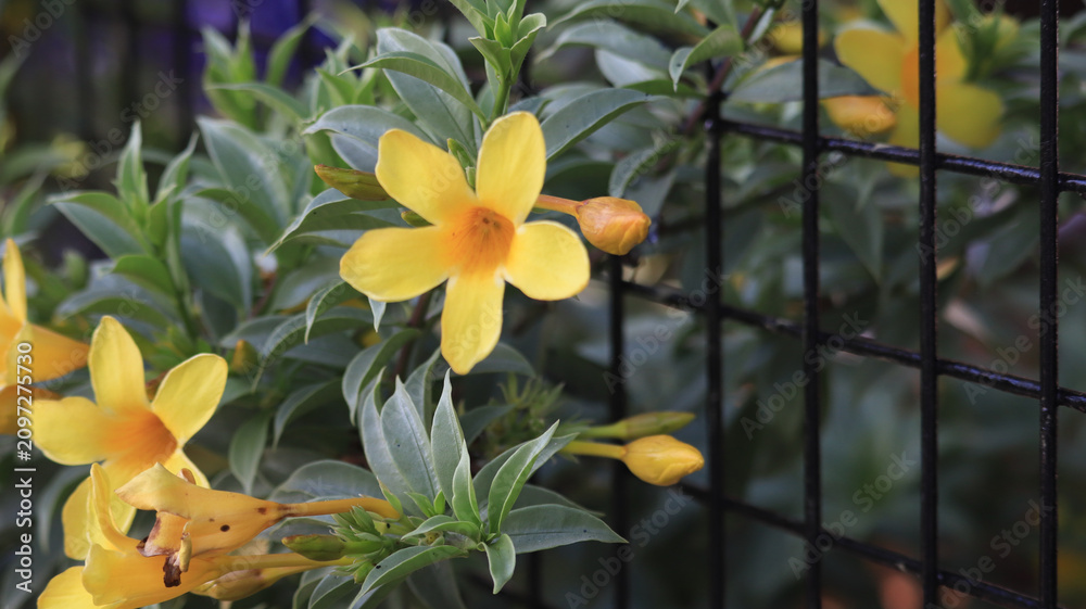 Obraz premium Vibrant yellow trumpet flowers blooming through a black wire fence in a lush garden