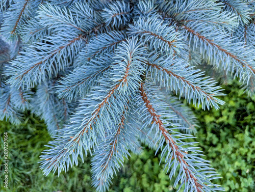 Close-up view blue spruce needles. Christmas tree close-up. Macro shot rows conifer leaves. New Year's mood festive background. Branches ready decorated with toys. Spruce branch Realistic Photo.