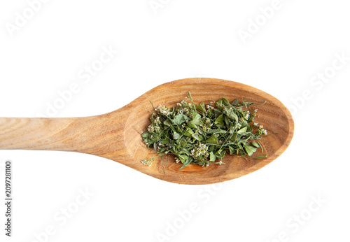 Dried herbal medicinal flower Capsella bursa-pastoris, commonly known as shepherd's purse or lady's purse small herbal medicinal flower. Dry herb on wood spoon isolated against white background.