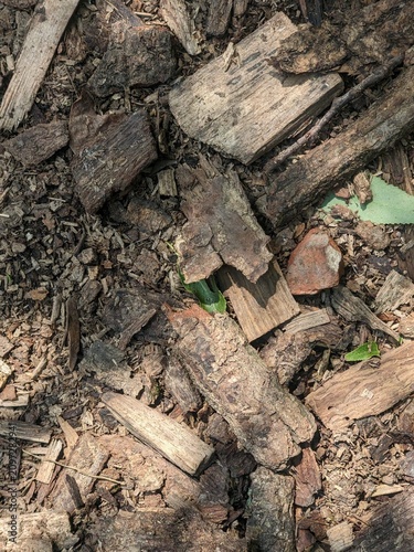 A top-down texture shot of dry, weathered tree bark and wood mulch scattered on the forest floor, ideal for rustic or natural backgrounds