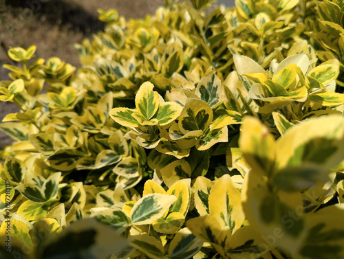 Euonymus Emerald Gold. Leaves leathery oval shaped, finely serrated edges. Bright golden yellow margins dark green center. Background striking contrast. Landscape design as groundcover or low hedges.