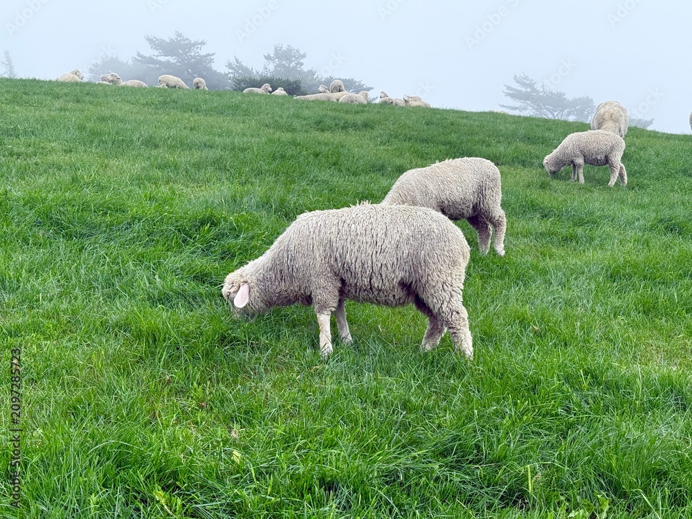 Fototapeta premium Herd of sheeps grazing on the green hills in Daegwallyeong sheep farm in Pyeongchang-gun, Gangwon-do, South Korea. Cute and fluffy sheeps. Peaceful countryside life
