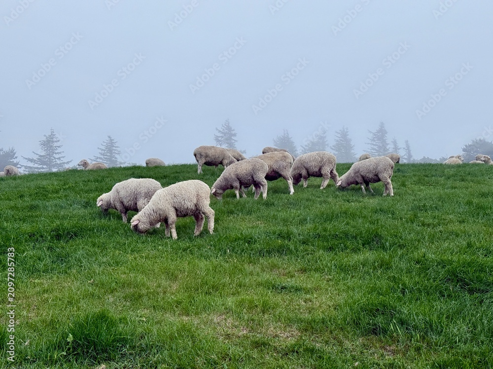 Fototapeta premium Herd of sheeps grazing on the green hills in Daegwallyeong sheep farm in Pyeongchang-gun, Gangwon-do, South Korea. Cute and fluffy sheeps. Peaceful countryside life