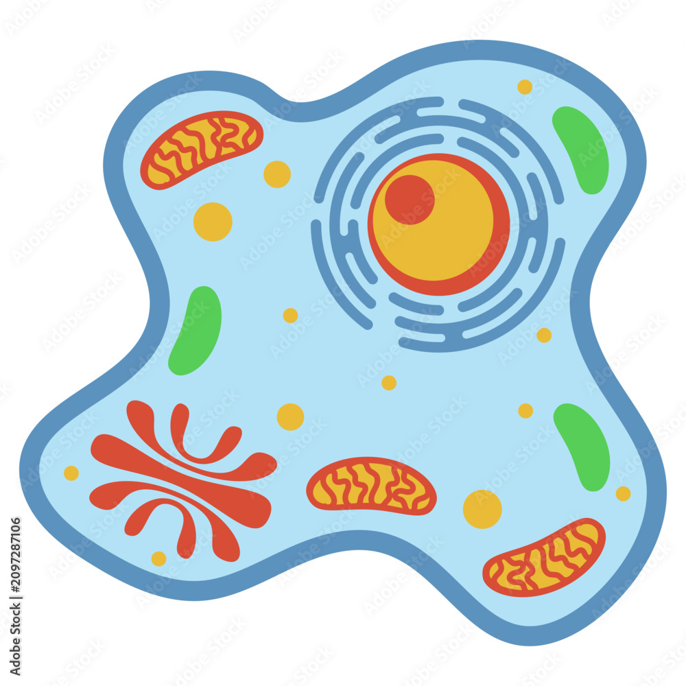 Naklejka premium Illustration of Animal Cell Structure