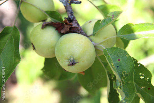Fotografie Close up of unripe green apples growing on a tree branch in a summer orchard