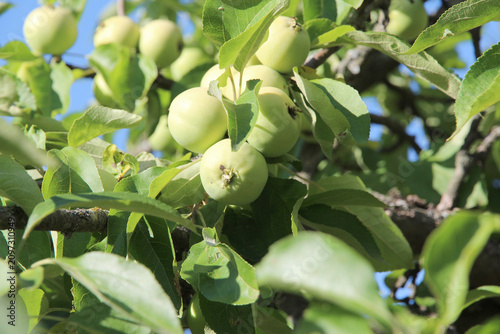 Fotografie unripe green apples growing on a tree branch in a summer orchard