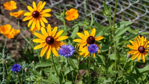 Wildflower patch in the back garden in the early morning