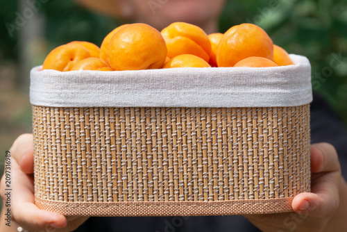 close up of a person hands holding a woven basket filled with fresh orange apricots towards the camera, concept of agriculture, fruit farming, organic food, healthy nutrition, harvest, gardening.