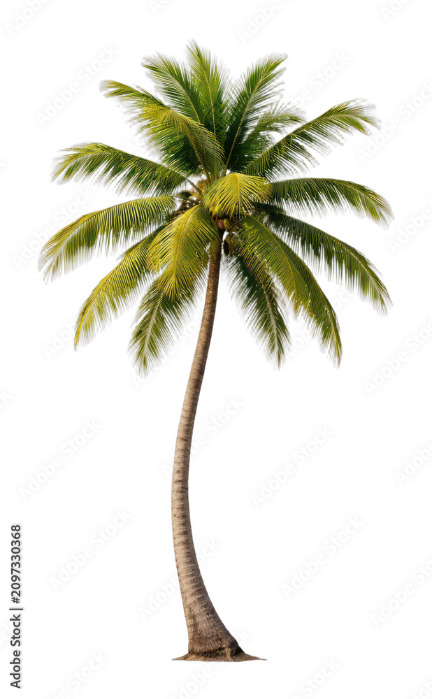 Fototapeta premium PNG Tropical palm tree isolated white