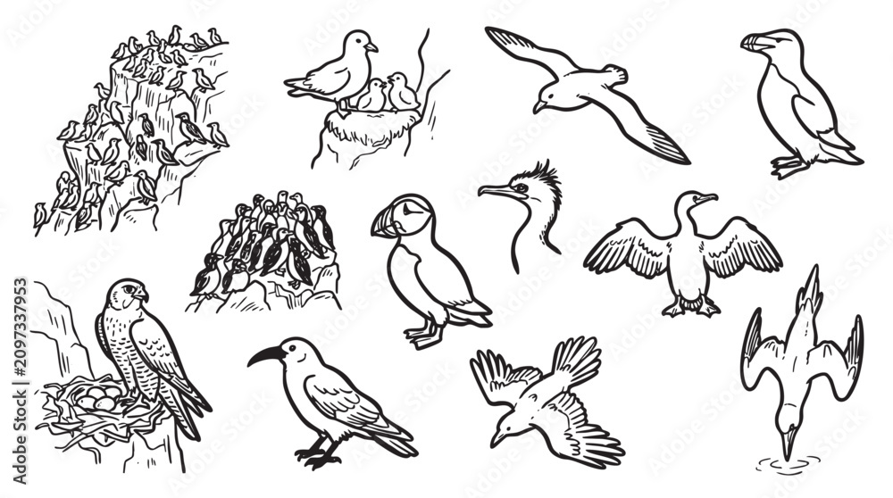 Obraz premium Marine bird silhouettes featuring flight patterns nesting behavior and cliffside colonies.
