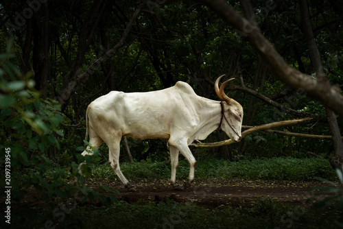 White Zebu Cattle Walking Through Lush Forest in India