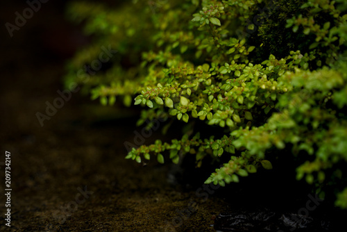 Macro Close-Up of Tiny Green Plants Growing on Mossy Surface