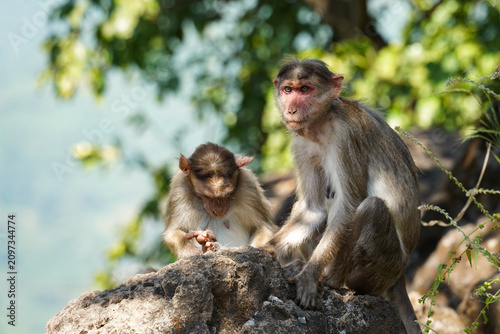 Bonnet Macaque Adult and Juvenile Resting on Rock in Natural Forest