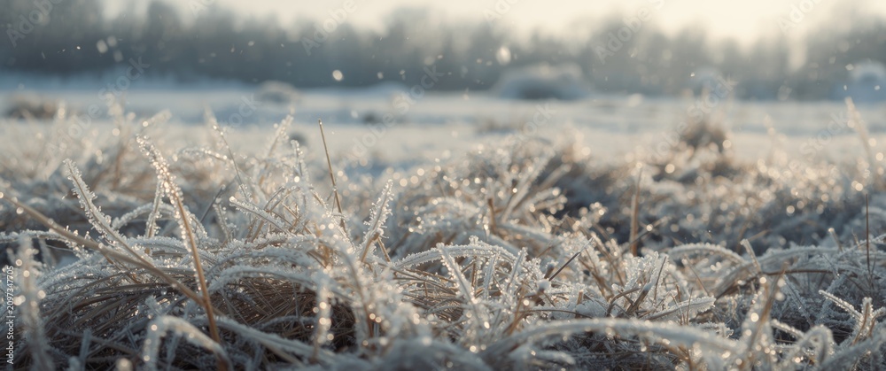 Obraz premium Frosty Grass Glimmering in the Morning Light on a Winter Landscape