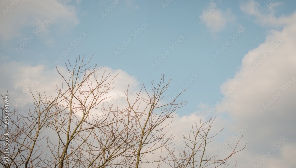 Obraz premium Barren Tree Branches Silhouetted Against a Blue Sky with Soft Clouds